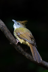 Puff-throated Bulbul perching on a perch looking into a distance