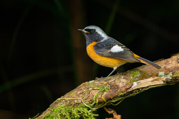 Colorful Daurian Redstart perching on a perch