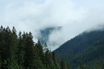 The fog between mountains and forest in foreground