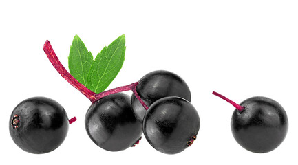 Small branch of European black elderberry fruit with green leaves isolated on a white background. Sambucus, healing berries.