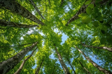 Fototapeta premium A wide angle photo of the tall green tree canopy in the forest, looking up at the sky