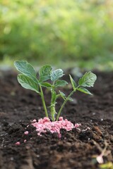 Green plant and fertilizer on soil outdoors