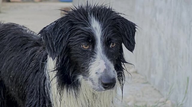 Sad wet dog after rain