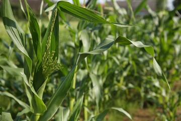 Green corn plants growing in field on sunny day, closeup