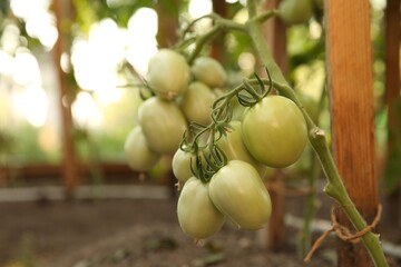 Unripe tomatoes growing in greenhouse, closeup. Vegetable garden