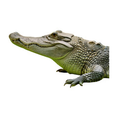 Obraz premium alligator resting isolated on transparent background