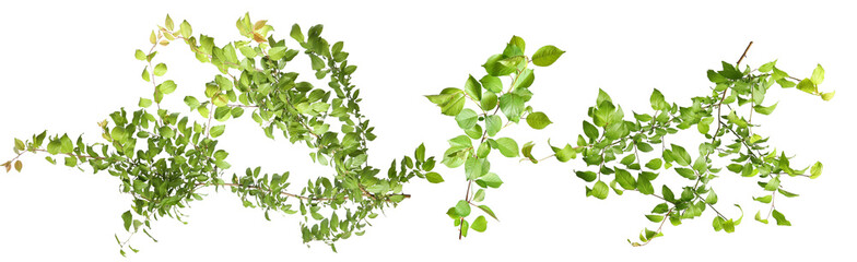 Tree branches with green leaves isolated on white, set