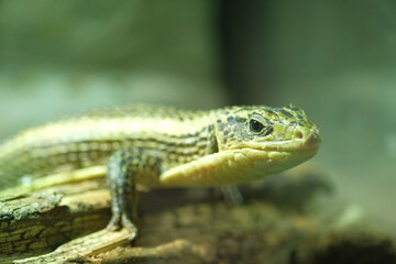 A small lizard is comfortably resting on a rock, gazing at the camera