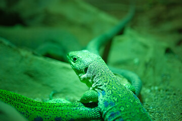 A small lizard is comfortably resting on a rock, gazing at the camera