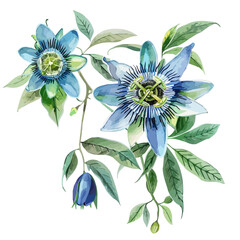 Watercolor of passionflower, isolated on a white background, passionflower vector