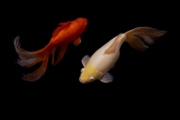 Naklejka premium Pisces, goldes fishes on the black wallpaper