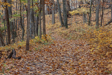 The hiking trail within Pike Lake Unit, Kettle Moraine State Forest, Hartford, Wisconsin in late October is covered with recently fallen leaves.