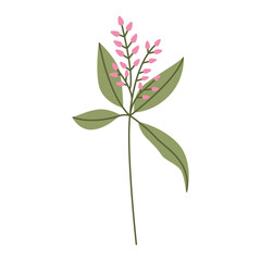 Wild flower illustration