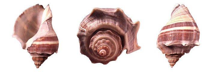 Brown banded crown conch Melongena. Fiber Conch Melongena from different sides isolated on transparent background. Set of empty shells web banner marine concept.