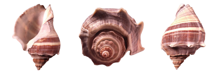 Brown banded crown conch Melongena. Fiber Conch Melongena from different sides isolated on transparent background. Set of empty shells web banner marine concept.