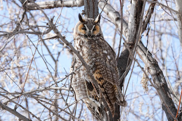 Long-eared Owl - Colorado