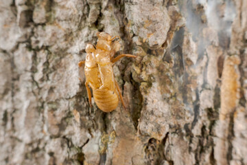 Close-up of cicada exoskeleton on tree bark, showing insect's molting process.
