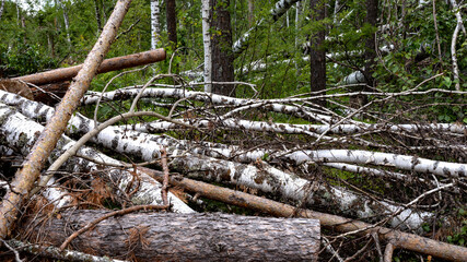 Trees damaged by wind in forest