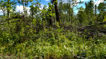 Trees bent and broken by wind in forest