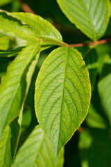Old-fashioned weigela branch with leaves