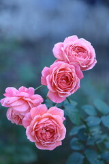 花の女王