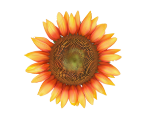 Sunflower PNG with transparent background