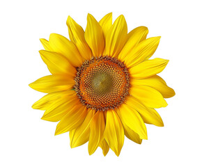 Fototapeta premium Sunflower PNG with transparent background