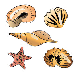 Set of Seashell Vector Illustration