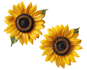 Sunflower PNG with transparent background