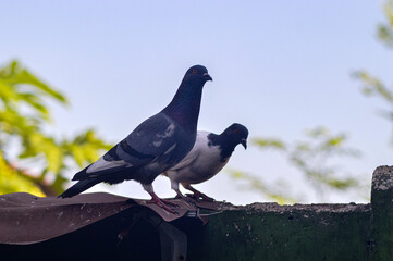 Two doves perched on a fence. Doves with beautiful colored feather patterns. Blurred background.
