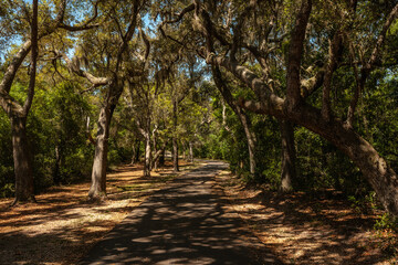 Spanish Moss hangs from the trees as their shadows are cast over the paved bike path within Gulf State Park, Gulf Shores, Alabama