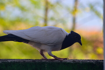 Pigeon walking on the fence. Pigeon with black and white feather pattern. Blurred background.