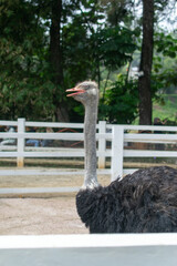 Portrait of ostrich half body from sideways with white barn fences at the background