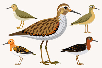 Set of Birds and Collection Featuring Red-Winged Blackbird and Red-Billed Kingfisher - Bird Illustrations and Art