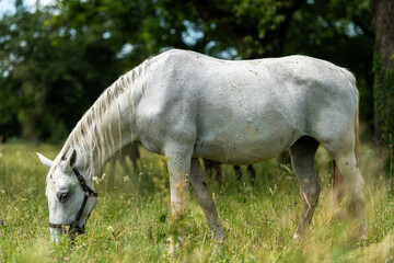 Obraz premium Lipizzan White Horses Enjoying Pasture at Lipica Stud Farm, Slovenia
