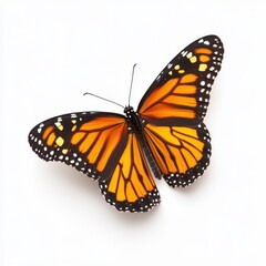 Naklejka premium Monarch Butterfly Displaying Vibrant Orange and Black Wings on White Background
