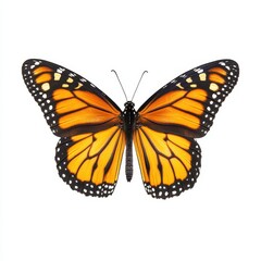 Naklejka premium Monarch Butterfly Displaying Vibrant Colors Against White Background