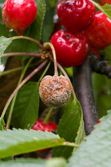 Fruit rot on red cherry. Rotten cherries on a fruit tree among healthy  berries. Cherry brown rot.