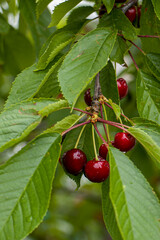 Ripe red cherries on tree. Bunch of ripe red cherries surrounded by green leaves and covered by water drops. 
