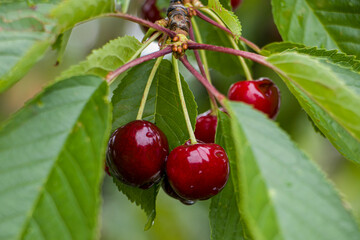 Ripe red cherries on tree. Bunch of ripe red cherries surrounded by green leaves and covered by water drops. 