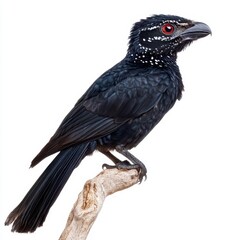 Asian Koel Perched on Branch Against White Background