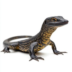 Fototapeta premium Asian Water Monitor Lizard Crawling on White Background