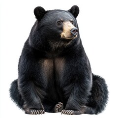 Fototapeta premium Asiatic Black Bear Sitting Isolated on White Background