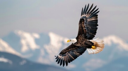 Obraz premium Bald Eagle Soaring Over Snowy Mountains