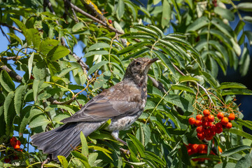  A young Fieldfare sits on the branch of a rowan tree near the berries perpendicular to the camera lens on a sunny summer day.