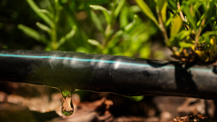 Water drips from an automatic drip irrigation pipe, surrounded by ornamental plants, close-up view.