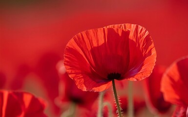 Poppy Flower: A bright red poppy flower, a symbol of remembrance., Veteran Day