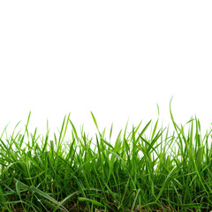 Obraz premium Green grass blades