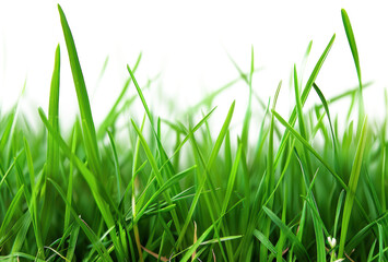 Fototapeta premium Green grass blades