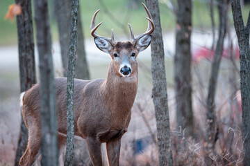 A buck, during the November rut, walking in the woods between neighbors in the late afternoon